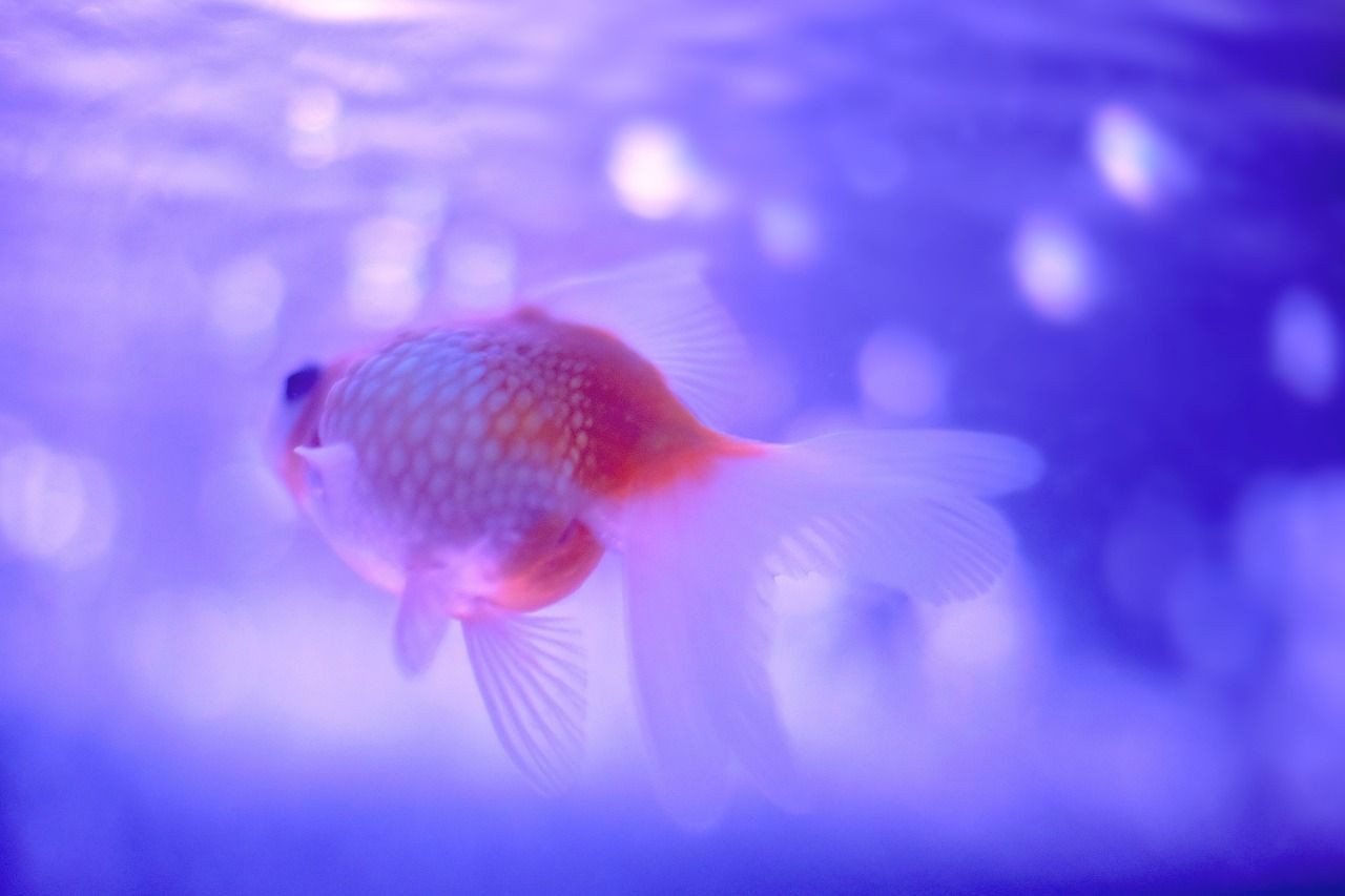 立秋后還能釣鯉魚嗎怎樣釣