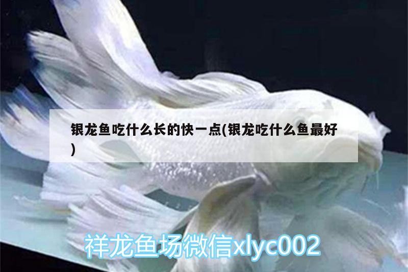 銀龍魚吃什么長的快一點(銀龍吃什么魚最好)