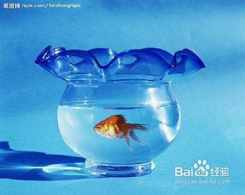 火龍魚是熱帶魚嗎為什么（火龍魚是熱帶魚嗎為什么不能養）