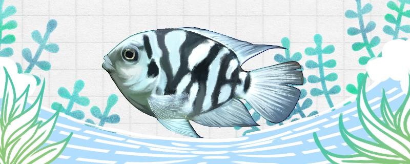 魚(yú)缸用增氧泵價(jià)格是多少:魚(yú)缸增氧機(jī)-xtrac增氧機(jī)-xtrac增氧機(jī) 迷你鸚鵡魚(yú)好養(yǎng)嗎需要注意什么 馬來(lái)西亞咖啡 迷你鸚鵡魚(yú)好養(yǎng)嗎需要注意什么 迷你鸚鵡魚(yú)好養(yǎng)嗎需要注意什么 馬來(lái)西亞咖啡