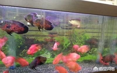 魚缸外面有白色粉末怎么辦視頻