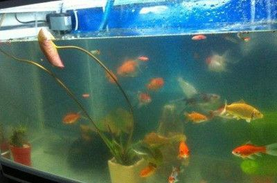 吉林市魚缸批發市場地址電話號碼查詢（吉林市魚缸批發市場地址電話號碼查詢是多少）