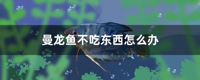 曼龍魚不吃東西怎么辦 曼龍魚不吃東西怎么辦 馬來西亞咖啡