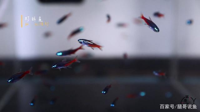 給大魚缸換水的作文:體驗給大魚缸換水的樂趣:體驗給大魚缸換水:給大魚缸換水的作文 博特水泵官網旗艦店是正品嗎(博特水泵官網旗艦店是正品嗎多少錢) 博特水族 博特水泵官網旗艦店是正品嗎(博特水泵官網旗艦店是正品嗎多少錢) 博特水泵官網旗艦店是正品嗎(博特水泵官網旗艦店是正品嗎多少錢) 博特水族