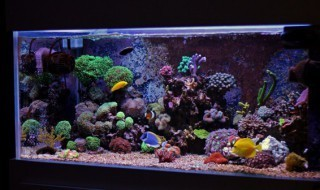 水族館魚缸擺放位置要求（水族館魚缸擺放位置要求標準）
