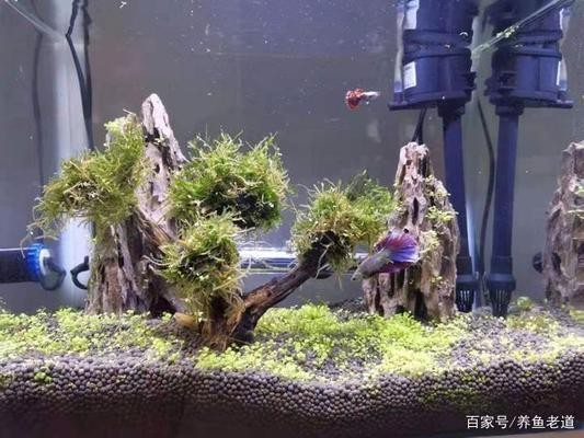 沈陽市于洪區(qū)中聯(lián)保鮮設(shè)備廠（沈陽市于洪區(qū)中聯(lián)保鮮設(shè)備廠地址） 沈陽市于洪區(qū)中聯(lián)保鮮設(shè)備廠（沈陽市于洪區(qū)中聯(lián)保鮮設(shè)備廠地址） 全國水族館企業(yè)名錄 第2張
