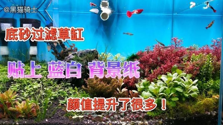 丹東市元寶區晶水晶水族店（丹東市元寶區晶水晶水族店電話）