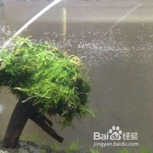 博特的魚缸怎么樣好用嗎（博特的魚缸怎么樣好用嗎視頻）