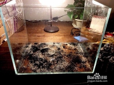 博特魚缸好嗎安全嗎能用嗎（博特魚缸好嗎安全嗎能用嗎視頻）