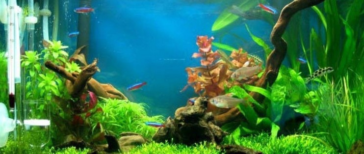 嘉興魚缸哪里買便宜好用點兒