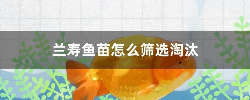 蘭壽魚苗怎么篩選淘汰