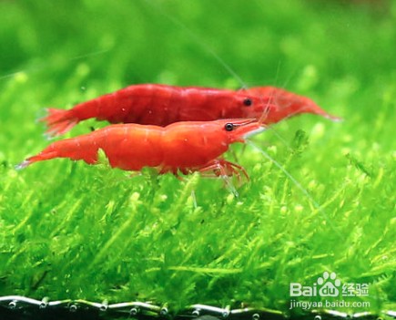 阜康市花魚兒生態(tài)水族館（阜康市花魚兒生態(tài)水族館電話）
