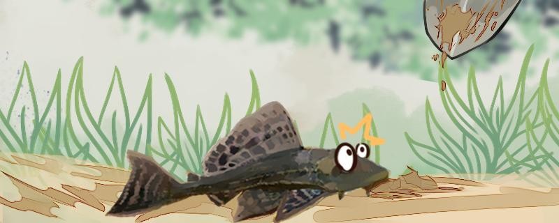 清道夫咬魚是什么原因