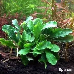 紅龍魚手機(jī)壁紙大全圖片可愛（紅龍魚手機(jī)壁紙大全圖片可愛高清）