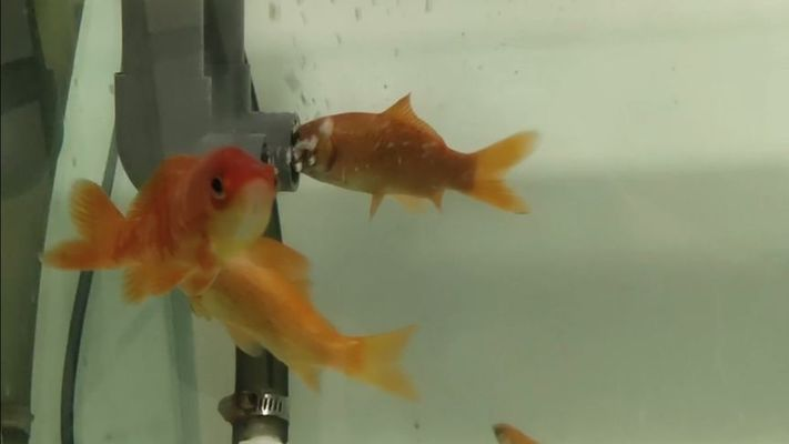 好看的觀賞魚圖片欣賞（好看的觀賞魚圖片欣賞大全）