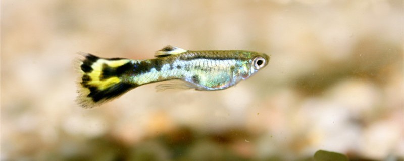 孔雀魚懷孕會長胎斑嗎胎斑怎么看
