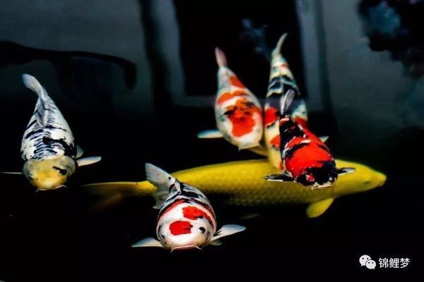 榆林觀賞魚交流群微信號是多少呀