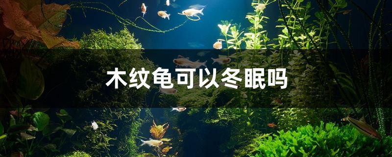 木紋龜可以冬眠嗎