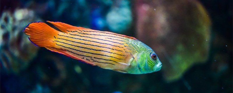 魚類的祖先是什么魚類有哪些特性
