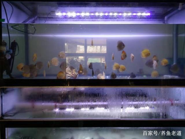 亞洲龍魚的人工繁殖情況如何，亞洲龍魚人工繁殖技術流程圖