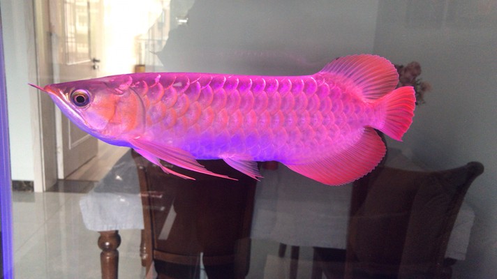 過背金龍魚怎么養才好看？讓你的魚缸煥發絢麗色彩！