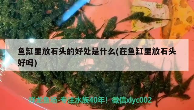 魚缸里放石頭的好處是什么(在魚缸里放石頭好嗎)