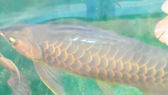 最大的紅龍魚：紅龍魚壽命最長記錄如何鑒別優質紅龍魚壽命最長記錄