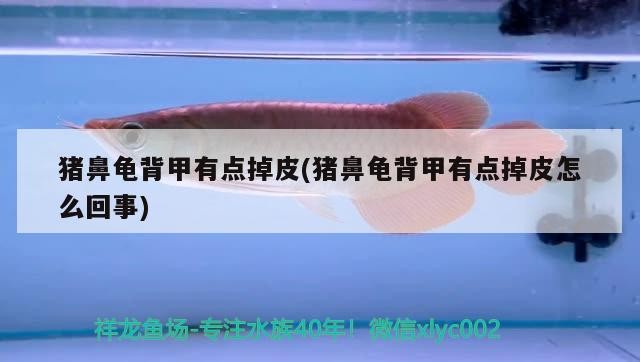 豬鼻龜背甲有點掉皮(豬鼻龜背甲有點掉皮怎么回事)