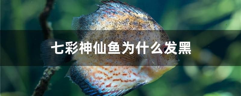 七彩神仙魚為什么發(fā)黑