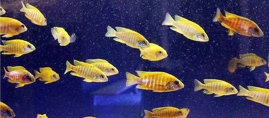 北方夏天魚缸有多少度：北方夏天魚缸水溫一般多少度