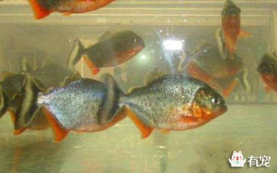 虎魚紋路怎么分公母：虎魚的公母區(qū)分