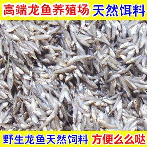 虎魚吃小魚苗嗎：虎魚會吃小魚苗嗎
