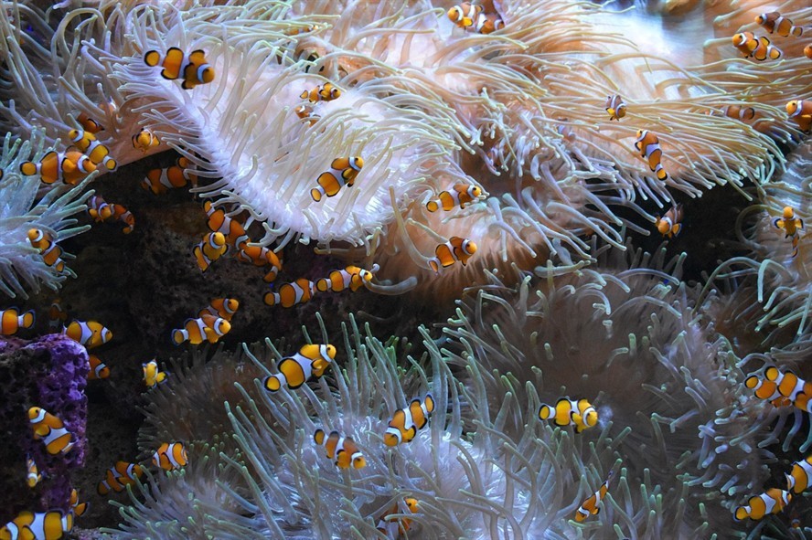 黑背景下的藍底過背金龍魚（藍底過背16公分金龍魚飼養技巧）