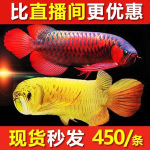 辣椒紅龍魚價格表：關于辣椒紅龍魚的價格表
