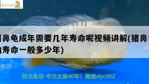 豬鼻龜成年需要幾年壽命呢視頻講解(豬鼻龜的壽命一般多少年)