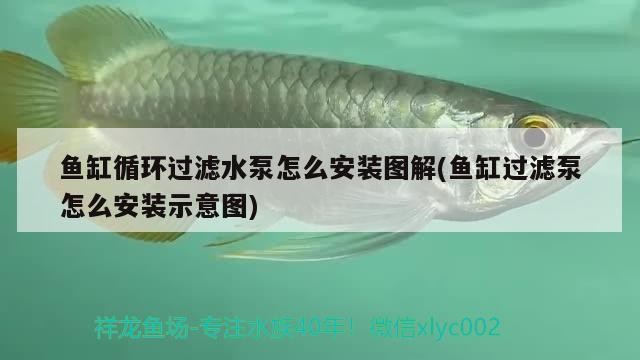 魚缸循環過濾水泵怎么安裝圖解(魚缸過濾泵怎么安裝示意圖)