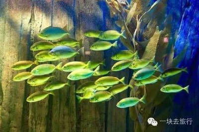 1.5米長(zhǎng)的魚(yú)缸多少錢(qián)：1.5米長(zhǎng)的魚(yú)缸多少錢(qián)，
