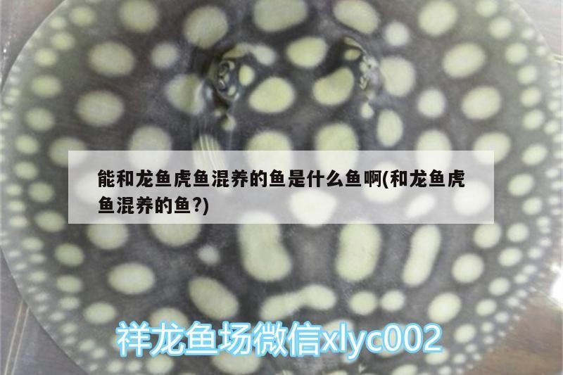 能和龍魚虎魚混養的魚是什么魚啊(和龍魚虎魚混養的魚?)