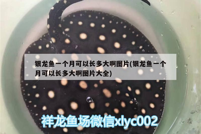 銀龍魚一個月可以長多大啊圖片(銀龍魚一個月可以長多大啊圖片大全)