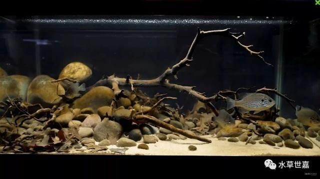成品魚缸改原生缸造景好嗎：成品魚缸改原生缸造景的優點和注意事項