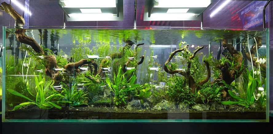 大魚缸造景簡單嗎視頻：如何在78分鐘內制作出令人驚艷的魚缸造景