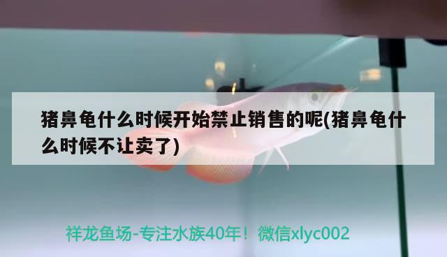 豬鼻龜什么時候開始禁止銷售的呢(豬鼻龜什么時候不讓賣了)