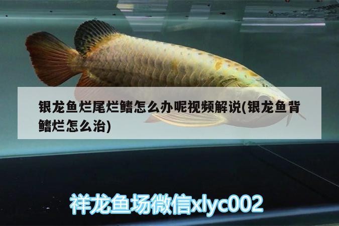 銀龍魚爛尾爛鰭怎么辦呢視頻解說(銀龍魚背鰭爛怎么治)