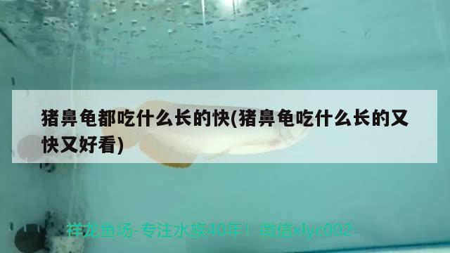 豬鼻龜都吃什么長的快(豬鼻龜吃什么長的又快又好看)