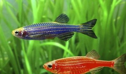 魟魚繁殖疾病預防措施