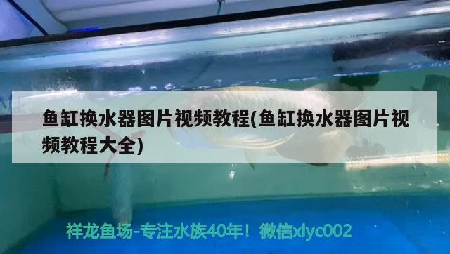 金龍魚用什么燈光（藍(lán)底過(guò)背金龍魚用什么燈光）