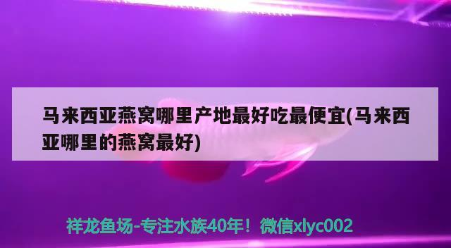 金龍魚用什么燈光（藍底過背金龍魚用什么燈光）