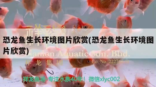 過背金龍魚發色過程圖解視頻大全：過背金龍魚養多久才上色