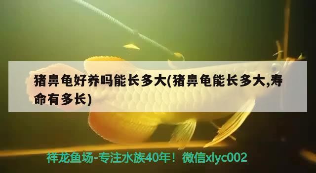 豬鼻龜好養嗎能長多大(豬鼻龜能長多大,壽命有多長)