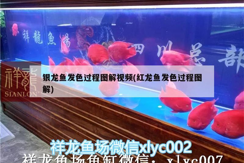 新鄉(xiāng)龍魚(yú)專(zhuān)賣(mài)店，新鄉(xiāng)市龍魚(yú)專(zhuān)賣(mài)店